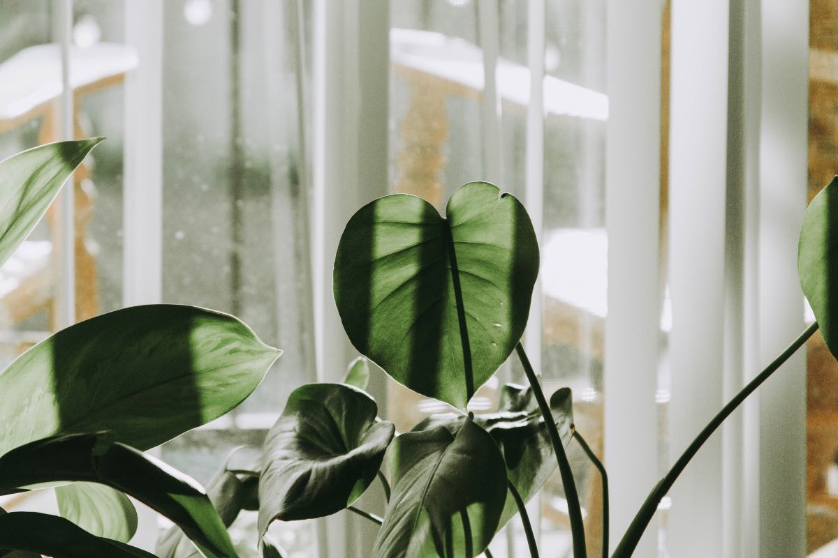 Green Home